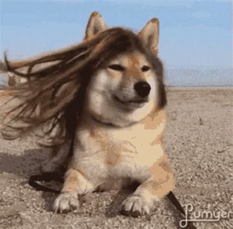 funny hair gif|More.